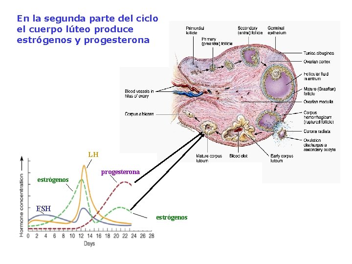 En la segunda parte del ciclo el cuerpo lúteo produce estrógenos y progesterona LH