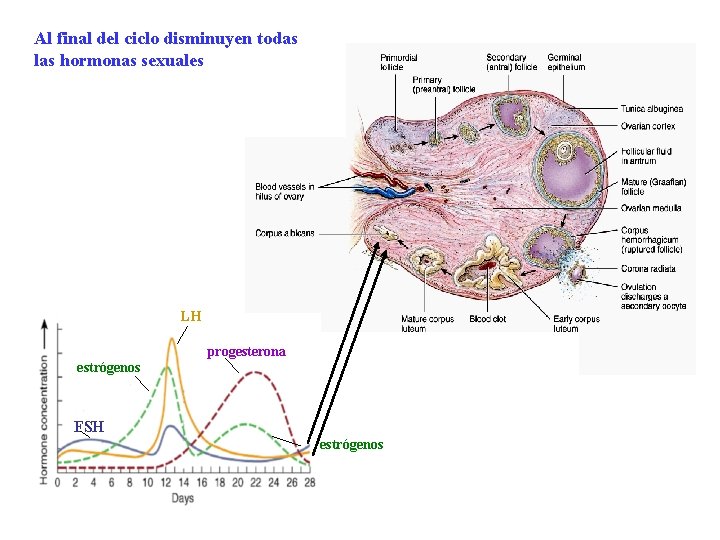 Al final del ciclo disminuyen todas las hormonas sexuales LH progesterona estrógenos FSH estrógenos