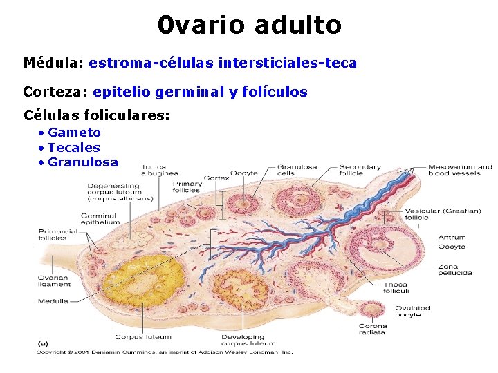 0 vario adulto Médula: estroma-células intersticiales-teca Corteza: epitelio germinal y folículos Células foliculares: •