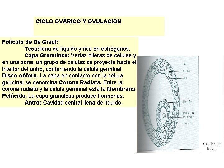 CICLO OVÁRICO Y OVULACIÓN Folículo de De Graaf: Teca: llena de líquido y rica