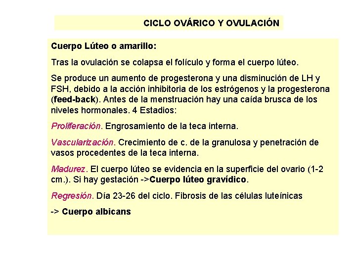 CICLO OVÁRICO Y OVULACIÓN Cuerpo Lúteo o amarillo: Tras la ovulación se colapsa el