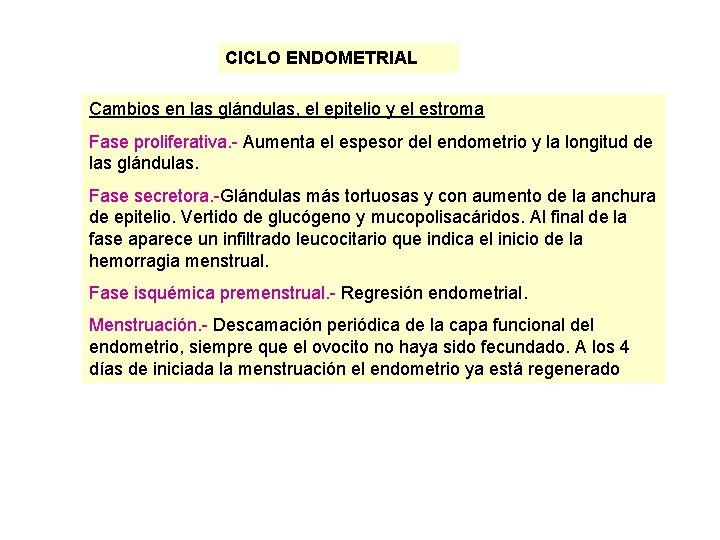 CICLO ENDOMETRIAL Cambios en las glándulas, el epitelio y el estroma Fase proliferativa. -