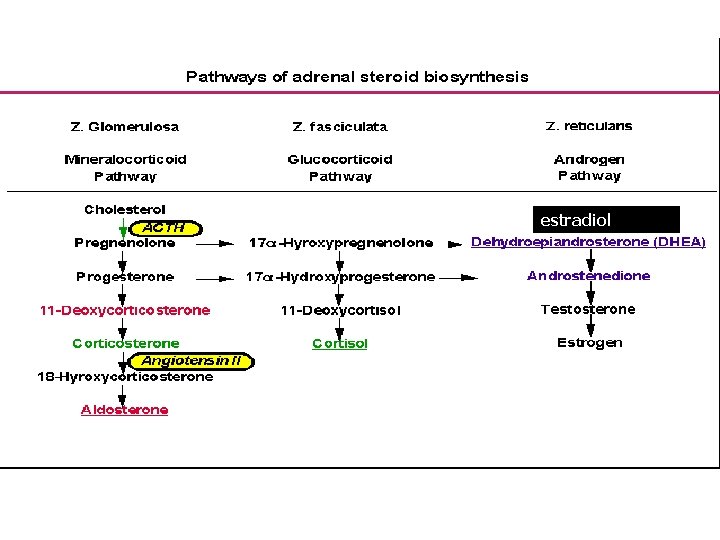 estrona estradiol 