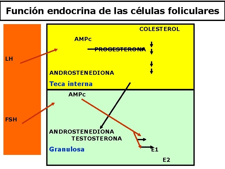 Función endocrina de las células foliculares COLESTEROL AMPc PROGESTERONA LH ANDROSTENEDIONA Teca interna AMPc