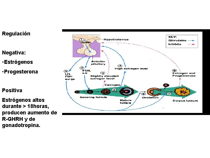 Regulación Negativa: • Estrógenos • Progesterona Positiva Estrógenos altos durante > 18 horas, producen