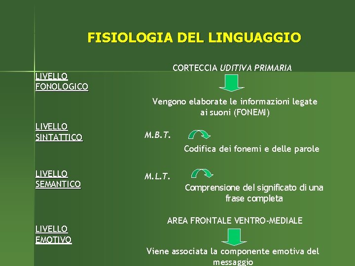 FISIOLOGIA DEL LINGUAGGIO CORTECCIA UDITIVA PRIMARIA LIVELLO FONOLOGICO Vengono elaborate le informazioni legate ai