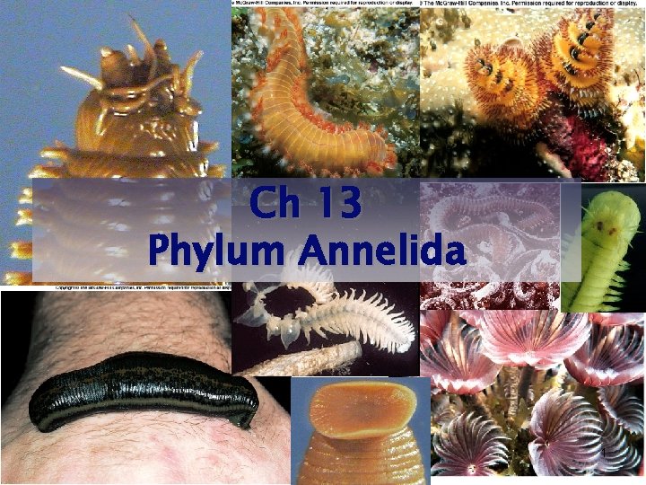 Ch 13 Phylum Annelida 1 