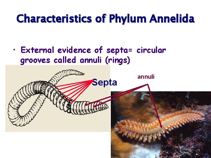 Characteristics of Phylum Annelida • External evidence of septa= circular grooves called annuli (rings)