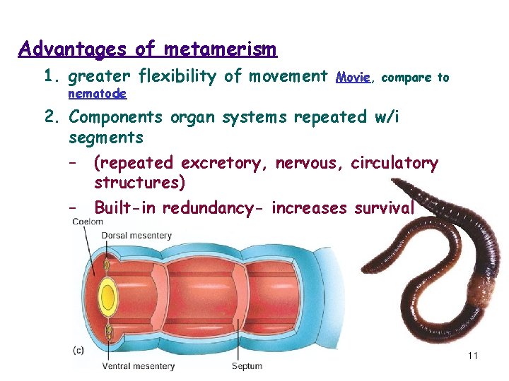 Advantages of metamerism 1. greater flexibility of movement nematode Movie, compare to 2. Components