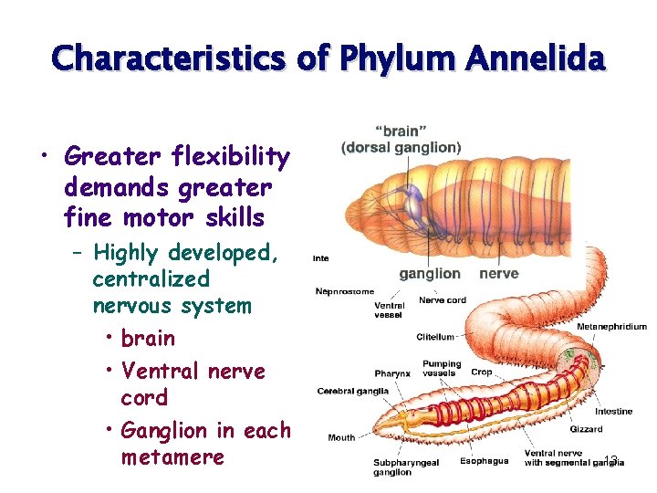 Characteristics of Phylum Annelida • Greater flexibility demands greater fine motor skills – Highly