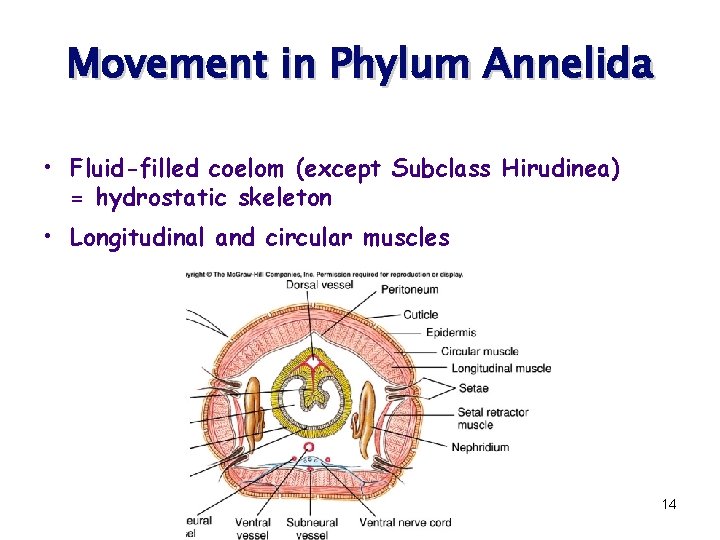 Movement in Phylum Annelida • Fluid-filled coelom (except Subclass Hirudinea) = hydrostatic skeleton •