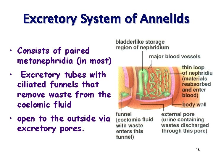 Excretory System of Annelids • Consists of paired metanephridia (in most) • Excretory tubes