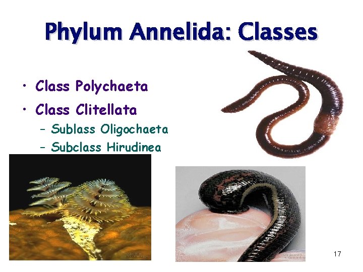 Phylum Annelida: Classes • Class Polychaeta • Class Clitellata – Sublass Oligochaeta – Subclass