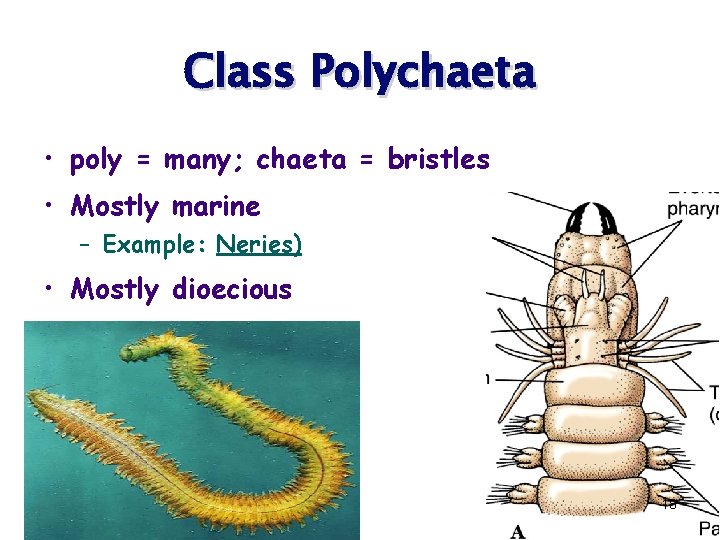 Class Polychaeta • poly = many; chaeta = bristles • Mostly marine – Example: