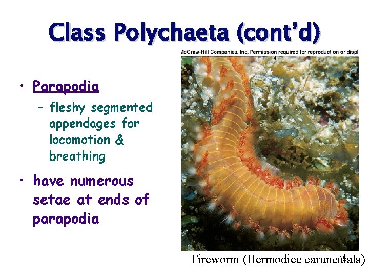 Class Polychaeta (cont’d) • Parapodia – fleshy segmented appendages for locomotion & breathing •