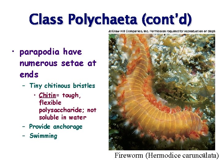 Class Polychaeta (cont’d) • parapodia have numerous setae at ends – Tiny chitinous bristles