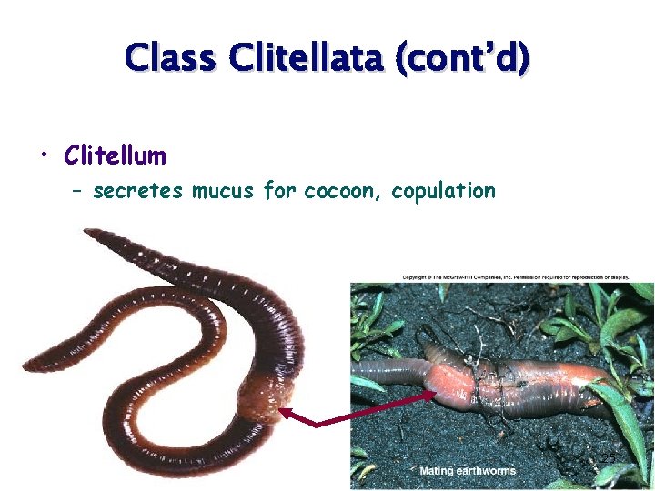 Class Clitellata (cont’d) • Clitellum – secretes mucus for cocoon, copulation 25 