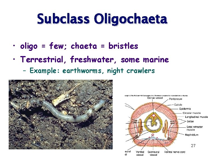 Subclass Oligochaeta • oligo = few; chaeta = bristles • Terrestrial, freshwater, some marine