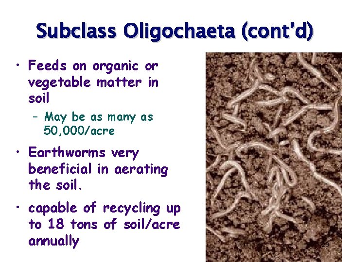 Subclass Oligochaeta (cont’d) • Feeds on organic or vegetable matter in soil – May