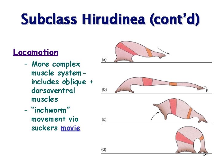 Subclass Hirudinea (cont’d) Locomotion – More complex muscle systemincludes oblique + dorsoventral muscles –