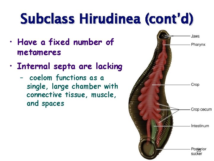 Subclass Hirudinea (cont’d) • Have a fixed number of metameres • Internal septa are