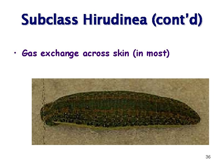 Subclass Hirudinea (cont’d) • Gas exchange across skin (in most) 36 