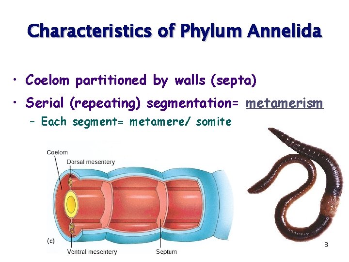 Characteristics of Phylum Annelida • Coelom partitioned by walls (septa) • Serial (repeating) segmentation=