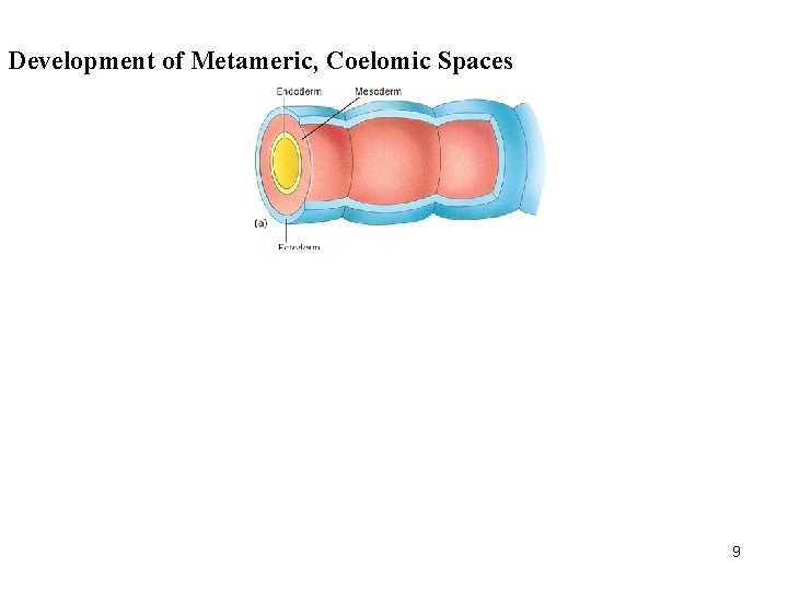 Development of Metameric, Coelomic Spaces 9 