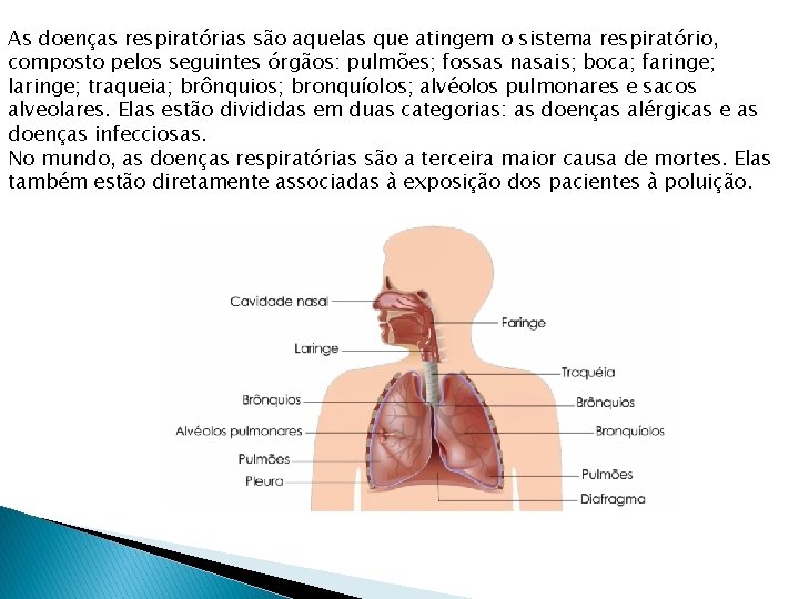 As doenças respiratórias são aquelas que atingem o sistema respiratório, composto pelos seguintes órgãos: