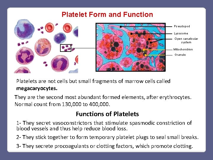 Platelet Form and Function Pseudopod Lysosome Open canalicular system Mitochondrion Granule Platelets are not