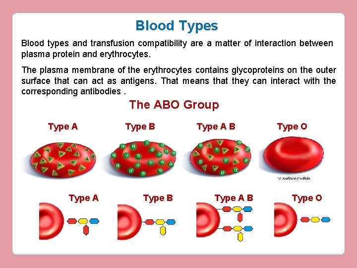 Blood Types Blood types and transfusion compatibility are a matter of interaction between plasma