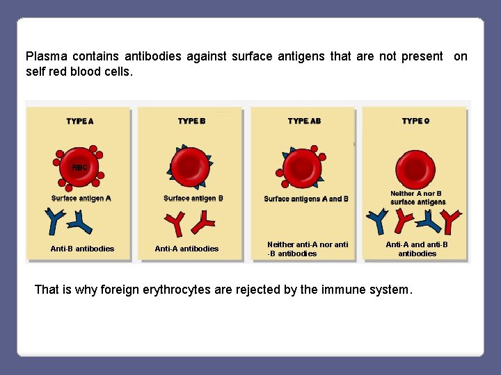 Plasma contains antibodies against surface antigens that are not present on self red blood