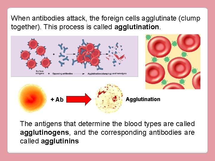 When antibodies attack, the foreign cells agglutinate (clump together). This process is called agglutination.