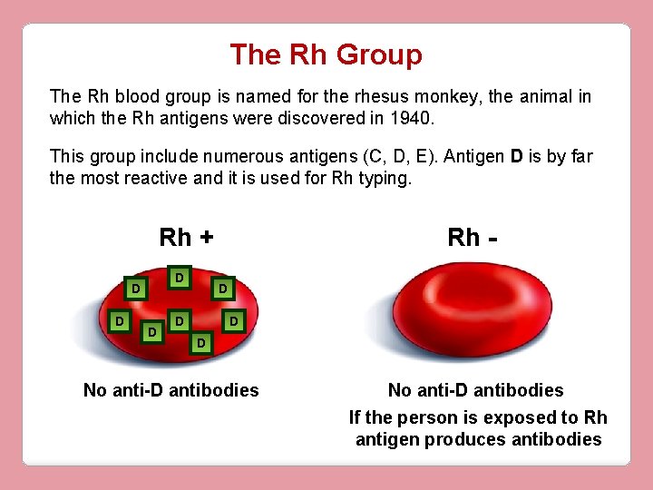 The Rh Group The Rh blood group is named for the rhesus monkey, the