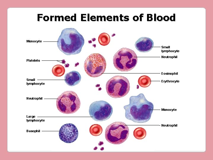 Formed Elements of Blood Monocyte Small lymphocyte Platelets Neutrophil Eosinophil Small lymphocyte Erythrocyte Neutrophil