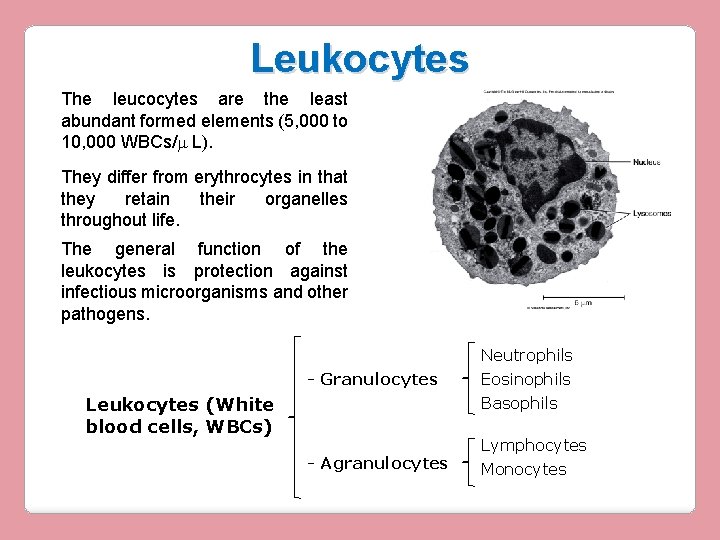 Leukocytes The leucocytes are the least abundant formed elements (5, 000 to 10, 000