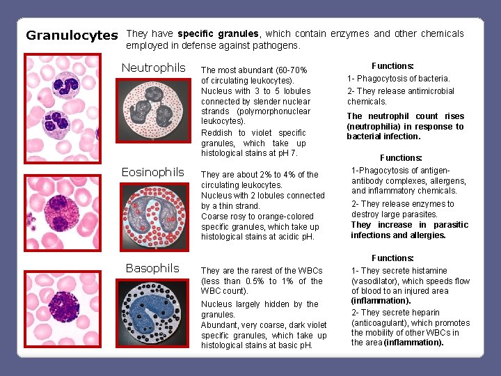 Granulocytes They have specific granules, which contain enzymes and other chemicals employed in defense