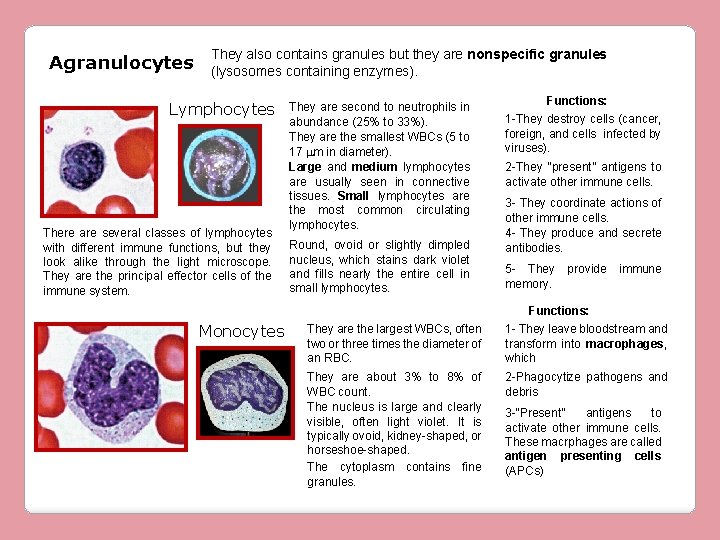 Agranulocytes They also contains granules but they are nonspecific granules (lysosomes containing enzymes). Lymphocytes