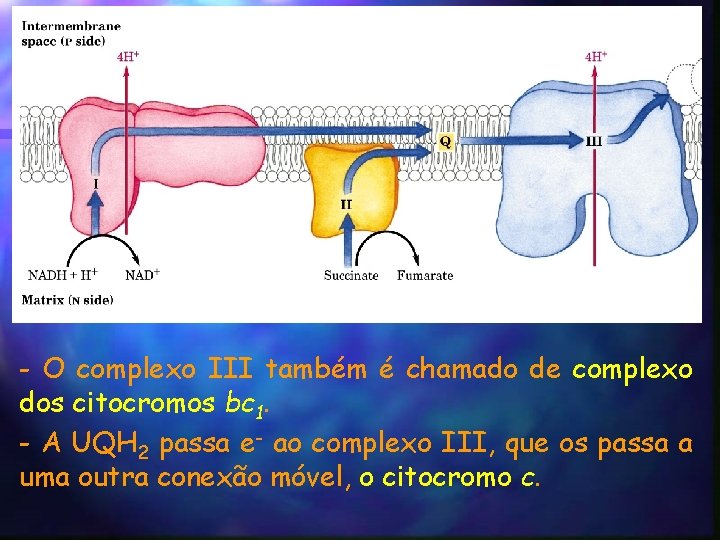 - O complexo III também é chamado de complexo dos citocromos bc 1. -