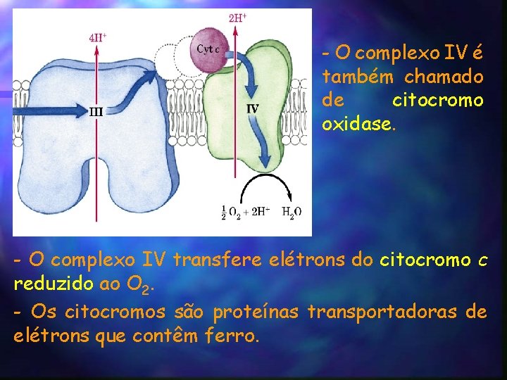 - O complexo IV é também chamado de citocromo oxidase. - O complexo IV