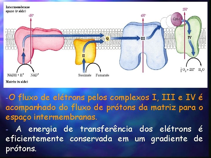 -O fluxo de elétrons pelos complexos I, III e IV é acompanhado do fluxo