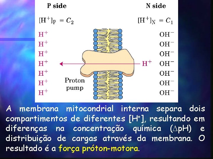 A membrana mitocondrial interna separa dois compartimentos de diferentes [H+], resultando em diferenças na