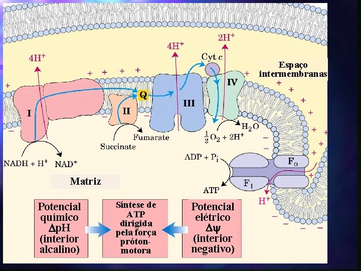 Espaço intermembranas Matriz Potencial químico p. H (interior alcalino) Síntese de ATP dirigida pela