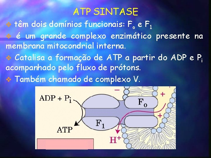 ATP SINTASE têm dois domínios funcionais: Fo e F 1 v é um grande