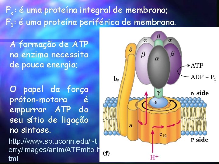 Fo: é uma proteína integral de membrana; F 1: é uma proteína periférica de