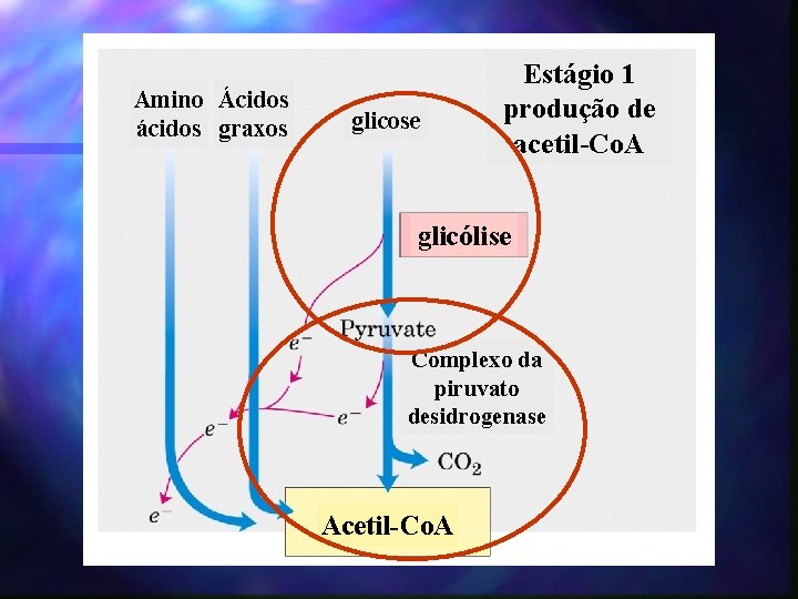 Amino Ácidos ácidos graxos glicose Estágio 1 produção de acetil-Co. A glicólise Complexo da