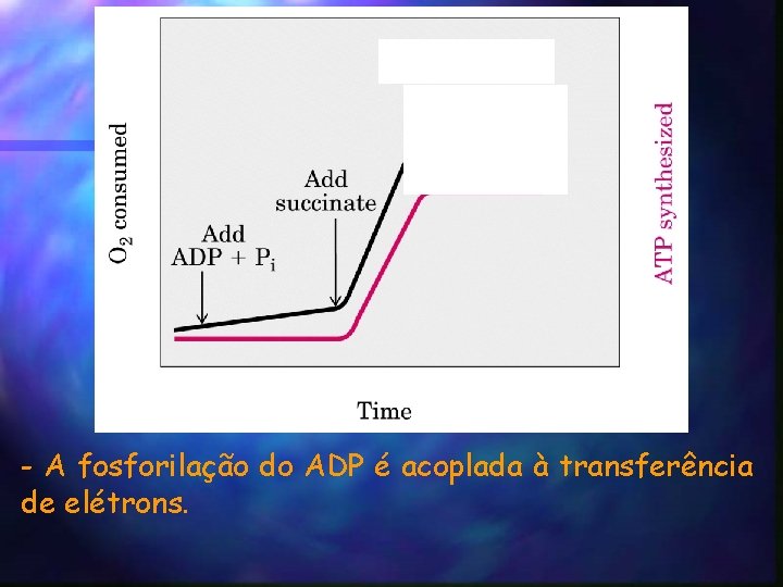 - A fosforilação do ADP é acoplada à transferência de elétrons. 