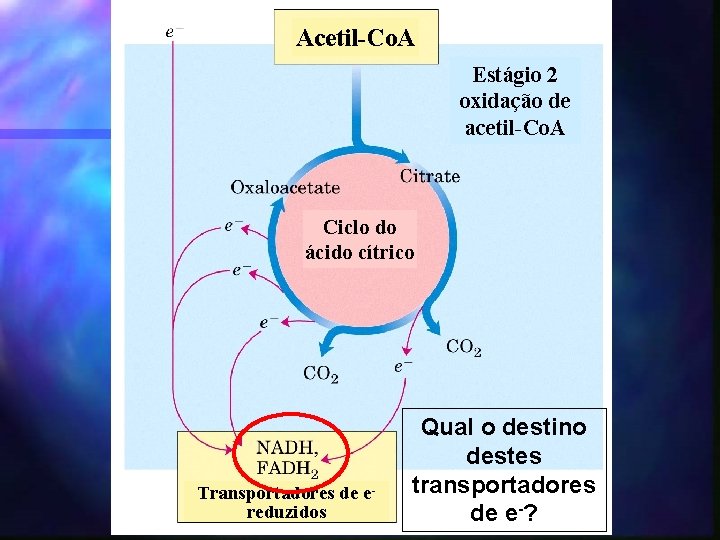 Acetil-Co. A Estágio 2 oxidação de acetil-Co. A Ciclo do ácido cítrico Transportadores de