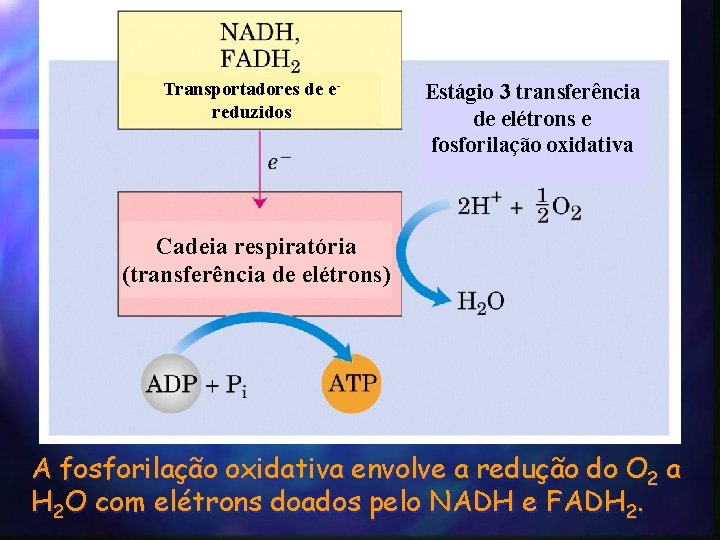 Transportadores de ereduzidos Estágio 3 transferência de elétrons e fosforilação oxidativa Cadeia respiratória (transferência