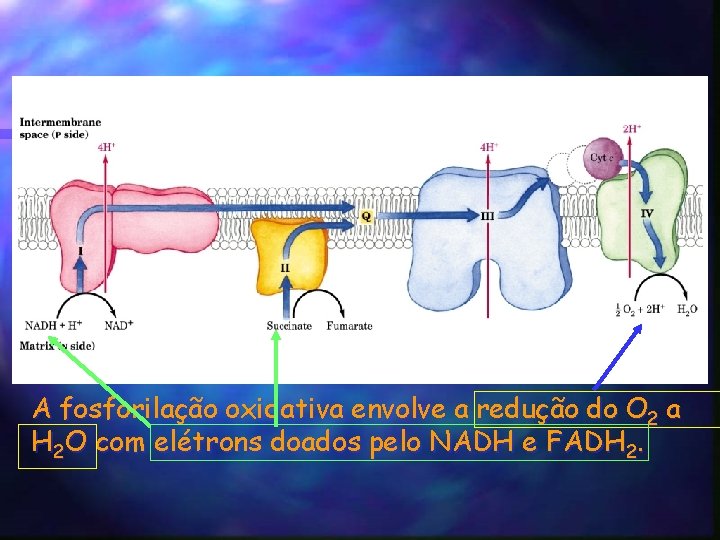 A fosforilação oxidativa envolve a redução do O 2 a H 2 O com